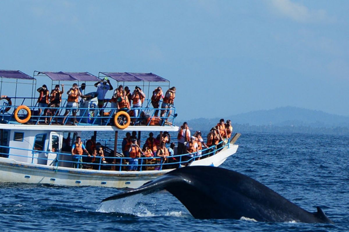 whale watching