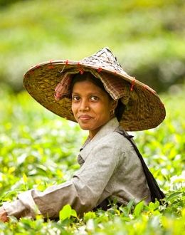 tea factory tours in sri lanka