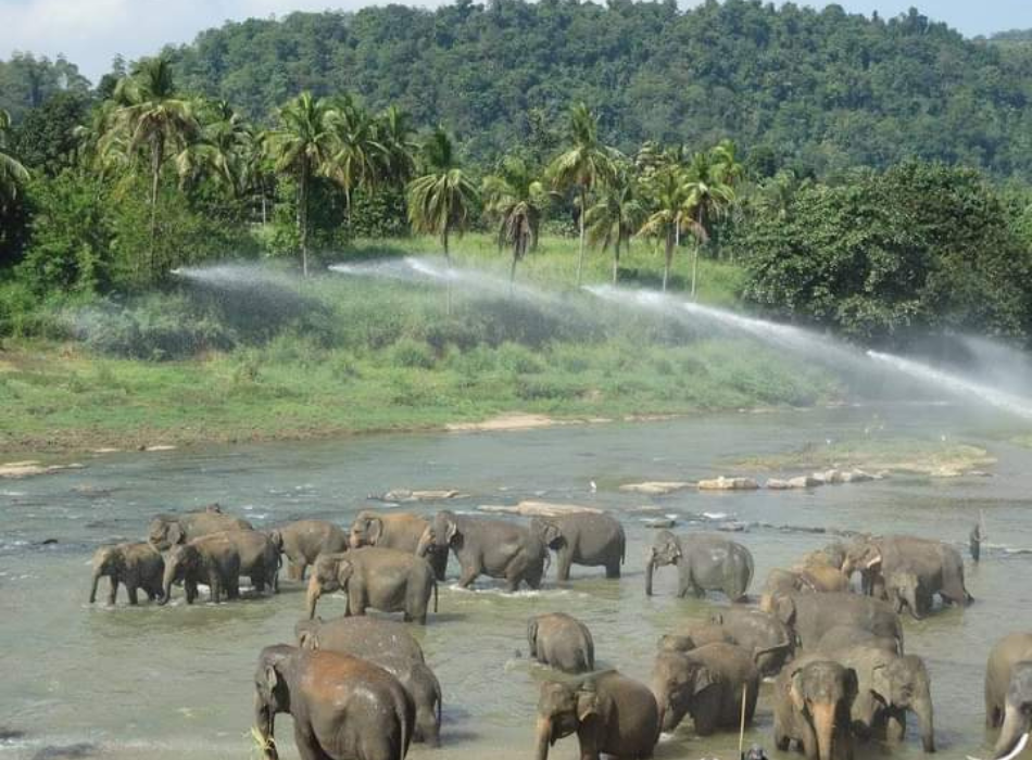 pinnawala elephant orphanagent